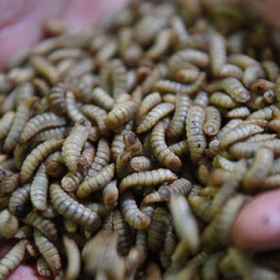 Stock image - black soldier fly larvae